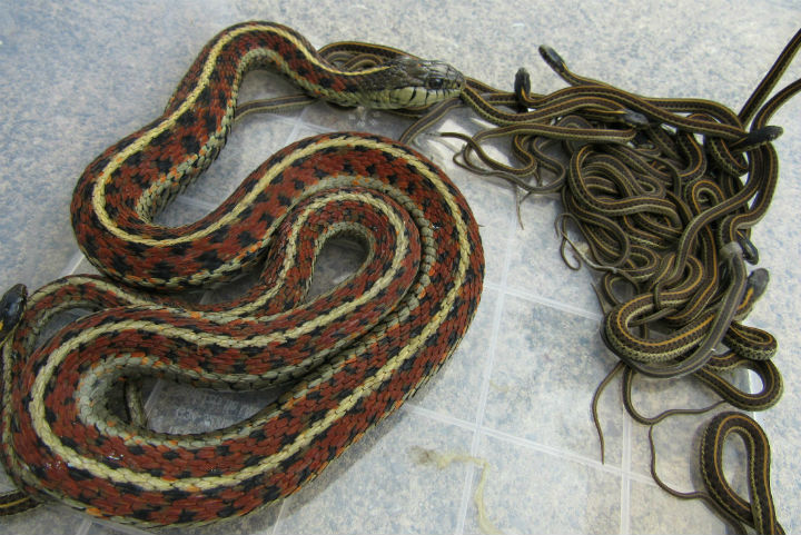Red Coast Garter Snakes